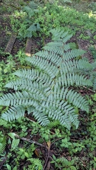 Diplazium viridissimum