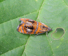 Olethreutes arcuella