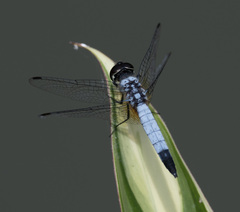 Aethriamanta gracilis