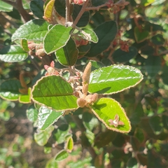 Pomaderris paniculosa