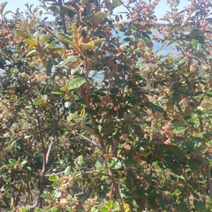 Pomaderris paniculosa