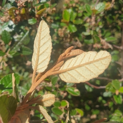 Pomaderris paniculosa