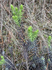 Thymelaea ruizii