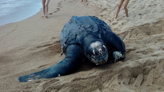 Dermochelys coriacea