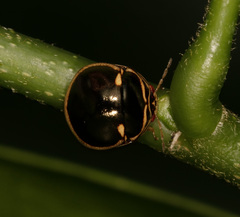 Coptosoma xanthogramma