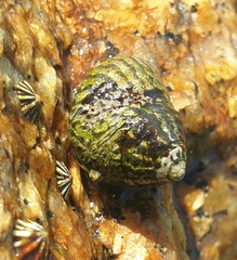 Austrocochlea porcata