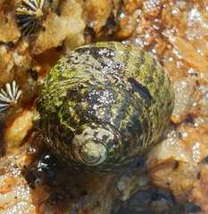 Austrocochlea porcata