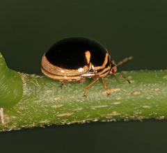 Coptosoma xanthogramma