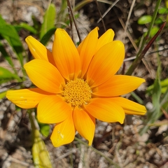 Gazania rigens
