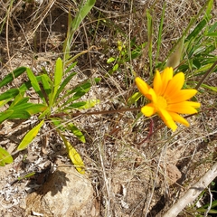 Gazania rigens