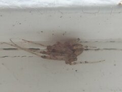 Zygiellinae