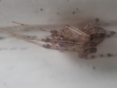 Zygiellinae