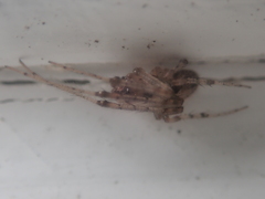 Zygiellinae