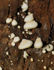 Crepidotus