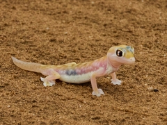 Pachydactylus rangei