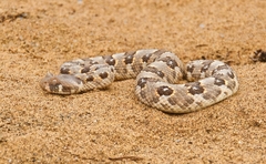 Bitis caudalis