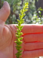 Microtis parviflora