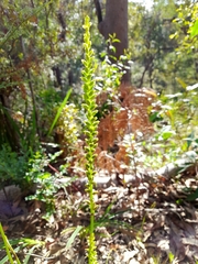Microtis parviflora