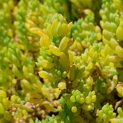 Threlkeldia diffusa