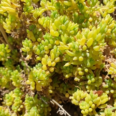Threlkeldia diffusa