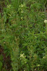 Lippia rehmannii