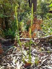 Microtis parviflora