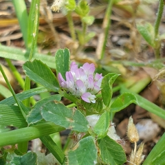 Trifolium tomentosum