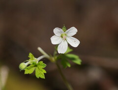 Geranium potentilloides