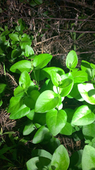 Vinca major