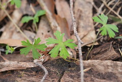 Geranium potentilloides
