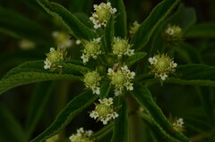 Lippia rehmannii