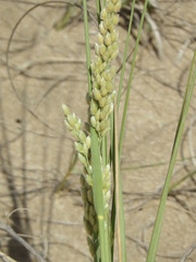 Panicum racemosum