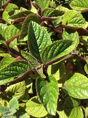 Plectranthus ciliatus