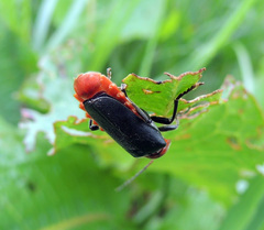 Cantharis fusca