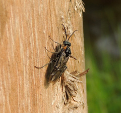 Dolerus haematodes