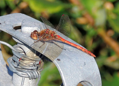 Sympetrum striolatum