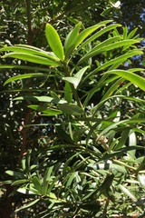 Podocarpus latifolius