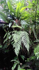 Asplenium pseudolaserpitiifolium
