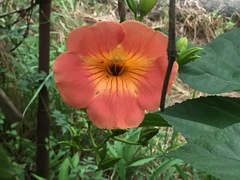 Campsis grandiflora