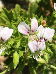 Pelargonium ribifolium