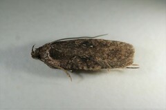 Agonopterix heracliana