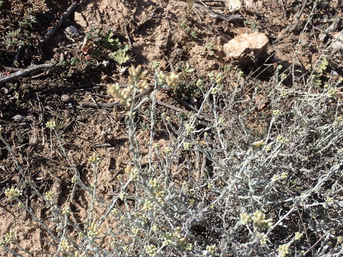 Image of Helichrysum zeyheri by (c) Nicola van Berkel, some rights reserved (CC BY-SA)