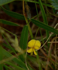 Listia heterophylla