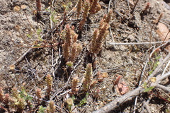 Crassula lanceolata