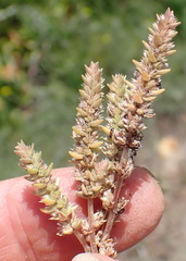 Crassula lanceolata