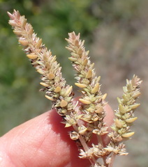 Crassula lanceolata