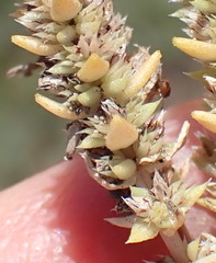 Crassula lanceolata