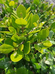Olea capensis capensis