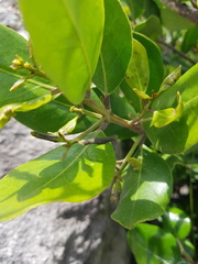 Olea capensis capensis