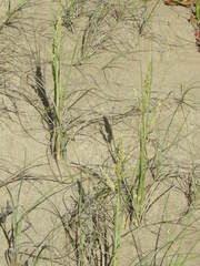 Panicum racemosum